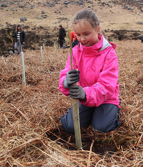 Planting aspens in Glen Rosa