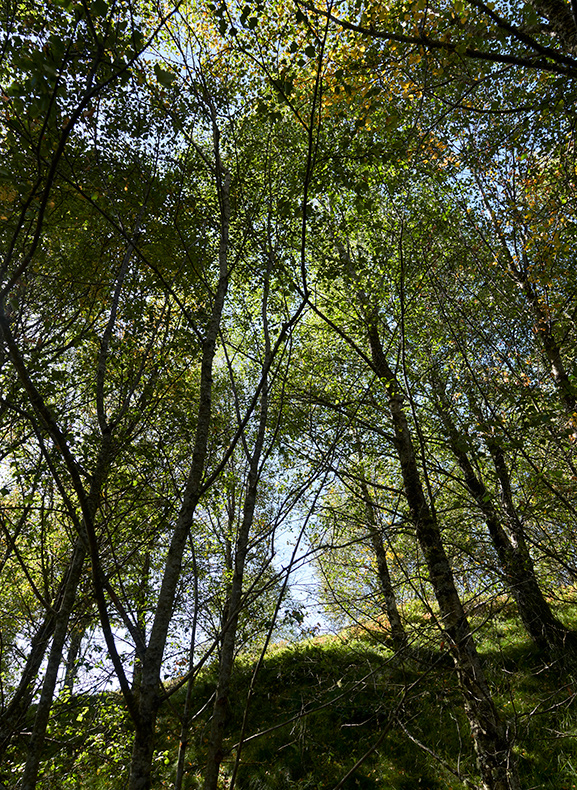 Regenerating montane woodland
