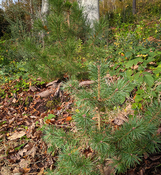 Scots pine seedings, Inverewe Garden