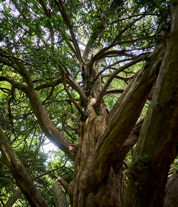 A yew tree in the Old Wood of Drum